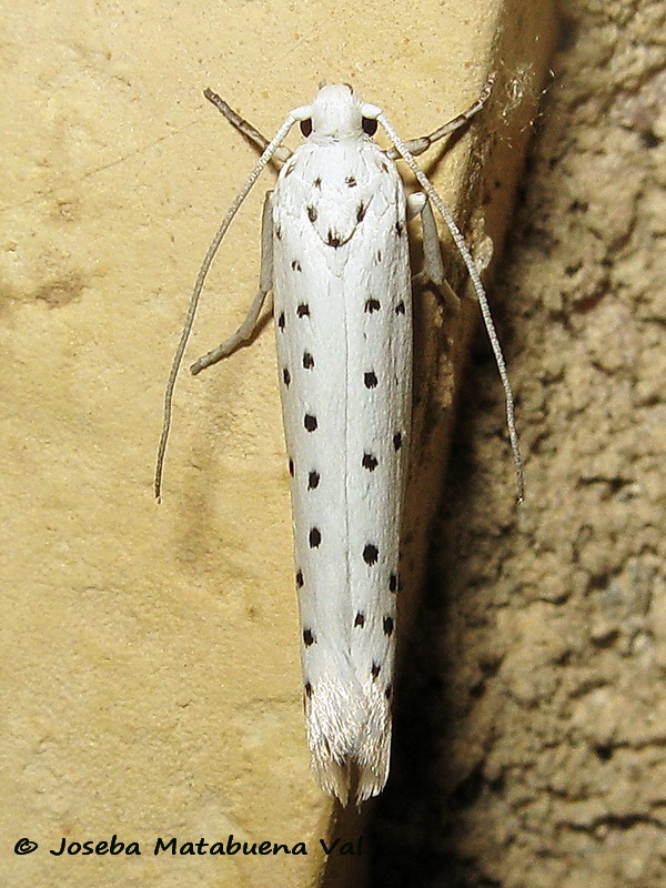 Yponomeuta sp.